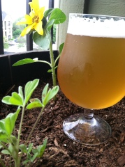 Passion Fruit American Wheat beer next to a small sunflower in the balcony garden